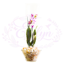 ORQUIDEA MINI EVE